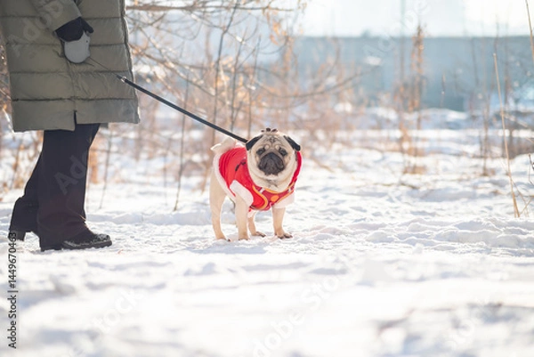 Obraz A pug dog on a winter walk in the snow. Selective focus.