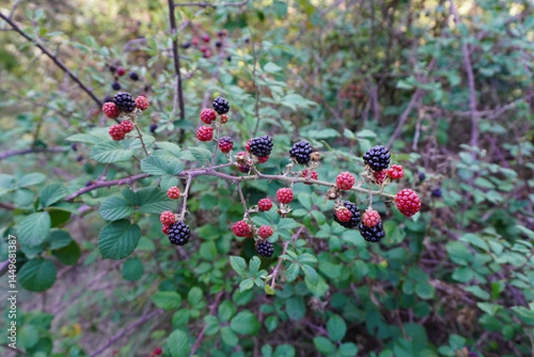 Fototapeta Blackberry branch (Rubus ulmifolius). Edible wild fruit. Berries come in two colors: red and black.