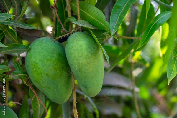 Fototapeta Mango green from the mango tree. Green mangoes hanging on Branch