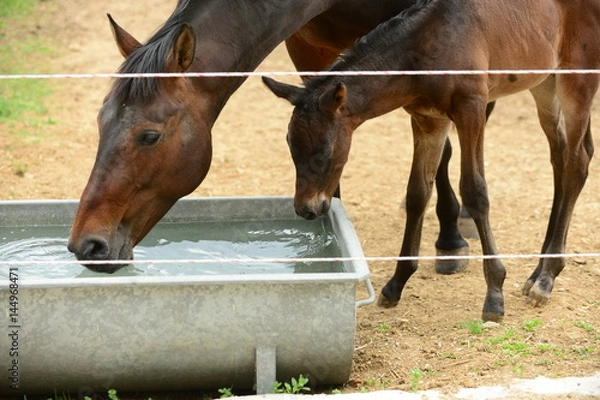 Obraz Fohlen mit Stute an einer Tränke