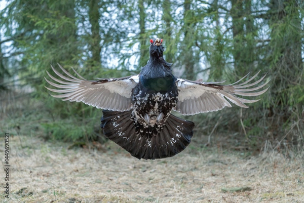 Fototapeta Western Capercaillie displays impressive courtship flight in dense forest habitat during spring mating season