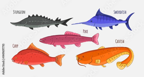 Fototapeta Set of Various Fish Species Vector Illustration. Sturgeon, swordfish, pike, carp, and catfish.