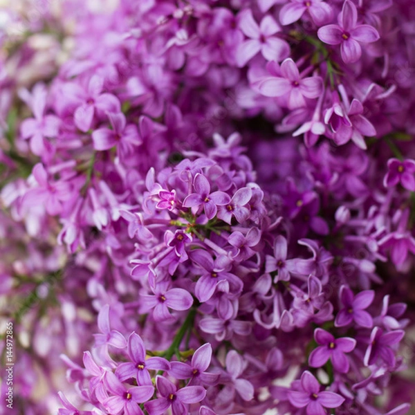 Fototapeta purple lilac flowers