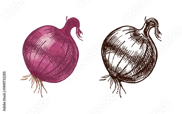 Fototapeta Hand drawn vintage colored and black sketch of whole onion vegetable with sprout in rustic engraving style
