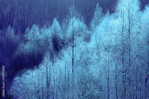 Obraz 北海道、美瑛の樹氷