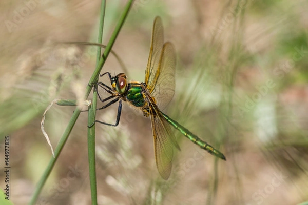 Obraz Glänzende Smaragdlibelle