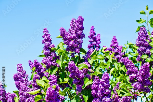 Obraz Purple lilac. Branches with flowers against blue sky background in spring sunny day