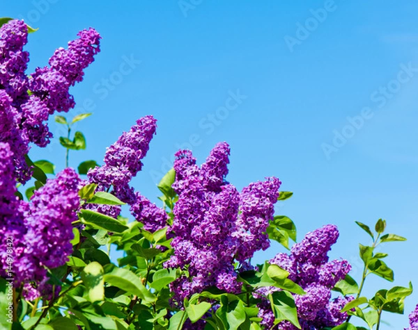Obraz Purple lilac. Branches with flowers against blue sky background in spring sunny day
