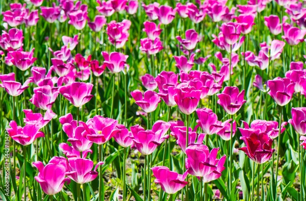 Obraz Field of pink tulips. Spring flowers in sunny day
