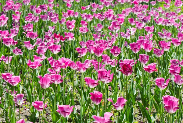 Obraz Field of pink tulips. Spring flowers in sunny day