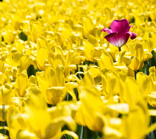 Obraz One purple tulip and field of yellow flowers (not like everyone else)