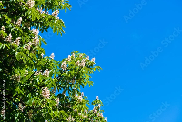 Obraz flowers of horse-chestnut in sunny day, blue sky background