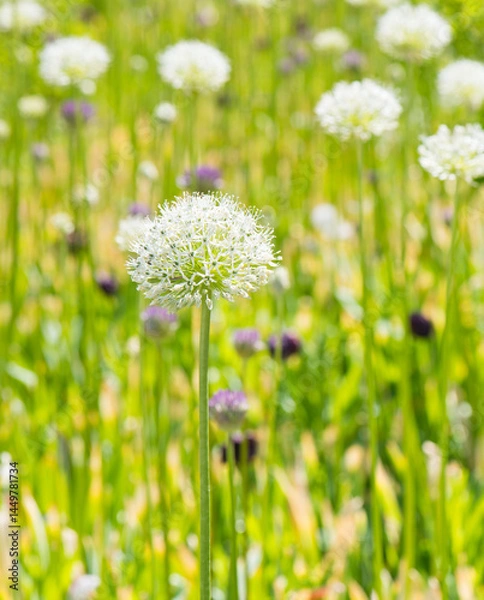 Obraz Allium (Mount Everest) in sunny spring day