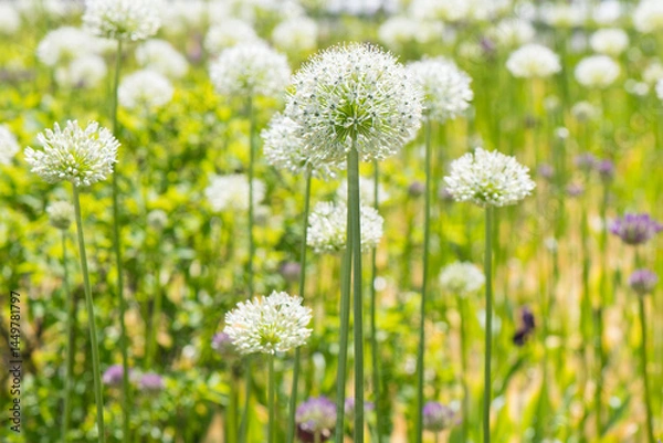 Fototapeta Allium (Mount Everest) in spring day