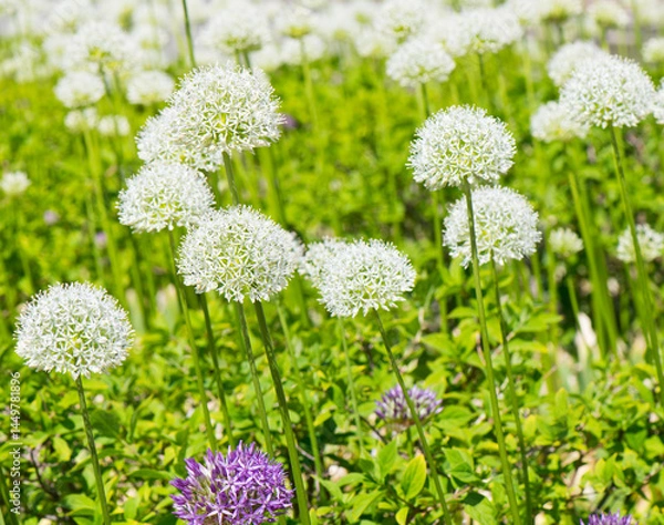 Obraz Allium (Mount Everest) in sunny spring day