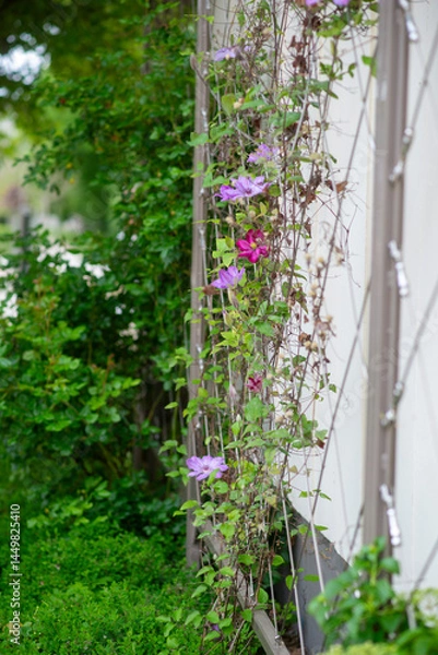Obraz Vibrant purple clematis climbing on trellis in lush garden