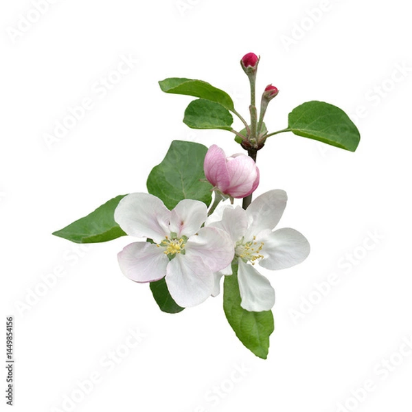 Fototapeta White Branch png. Branches png. Frame of branch. Magnolia, apple tree, white flower, Cherry blossom spring summer tree. Space for text, transparent background, cutout	