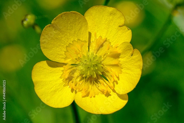 Obraz Close-up image of a Meadow Buttercup (Ranunculus acris). Yellow flower in macro.