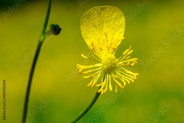 Obraz Damaged Meadow Buttercup (Ranunculus acris). Yellow flower in macro.