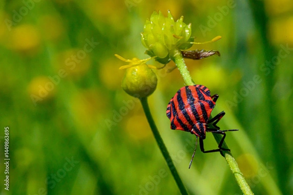 Obraz Red and black Italian Striped Beetle or Minstrel Bug (Graphosoma lineatum). Stinky bug on the stem.
