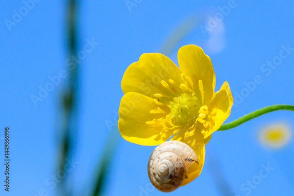 Obraz Close-up image of a Meadow Buttercup (Ranunculus acris) and a snail on the flower. Yellow flower in macro.