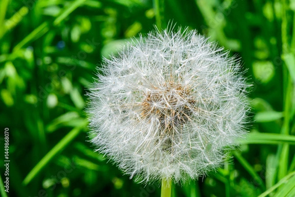 Fototapeta Close up of Dandelion in the field
