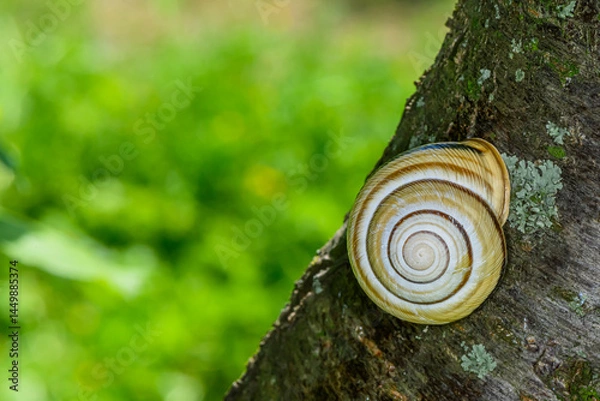 Obraz Snail on a branch in a shell. A snail in a shell. Snail delicacy.