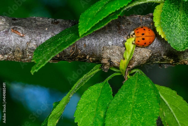 Obraz Extreme magnification - Lady bug with spread wings.