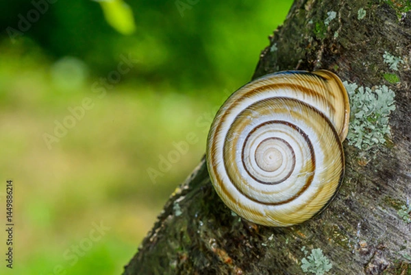 Obraz Snail on a branch in a shell. A snail in a shell. Snail delicacy.