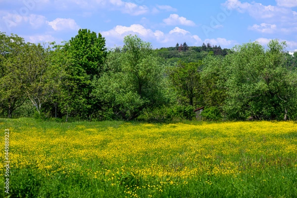 Obraz Field with Meadow Buttercup (Ranunculus acris)