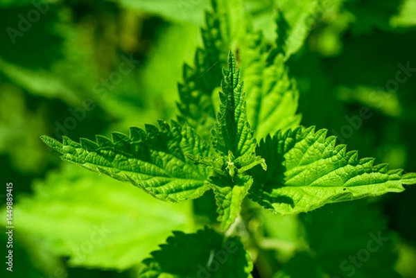 Obraz Urtica dioica or nettle in garden. Stinging nettle, medicinal plant used as bleeding, diuretic, antipyretic, wound healing, antirheumatic agent. Nettle with fluffy green leaves. 
