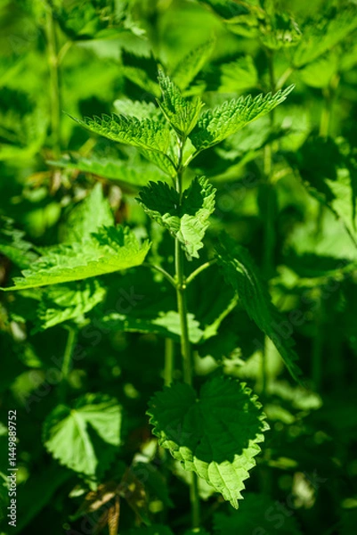 Obraz Urtica dioica or nettle in garden. Stinging nettle, medicinal plant used as bleeding, diuretic, antipyretic, wound healing, antirheumatic agent. Nettle with fluffy green leaves. 