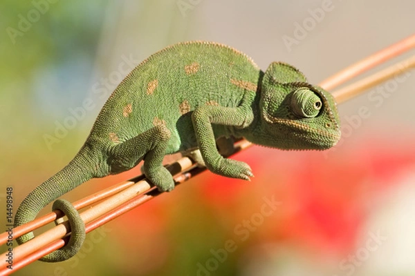 Obraz Young Chameleon closeup