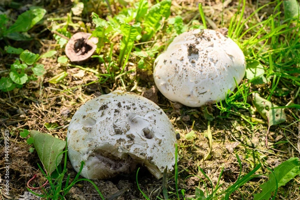 Obraz Forest walks in search of mushrooms. Poisonous mushrooms in the forest.