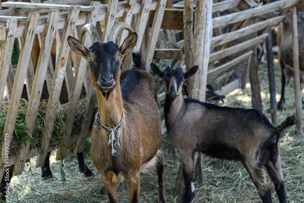 Obraz Close-up view of a Goat in her enclosure 