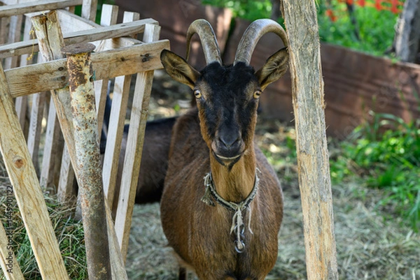 Obraz Close-up view of a Goat in her enclosure 