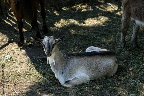 Obraz Close-up view of a Goat in her enclosure 
