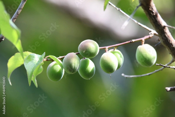 Fototapeta 風に揺れる梅