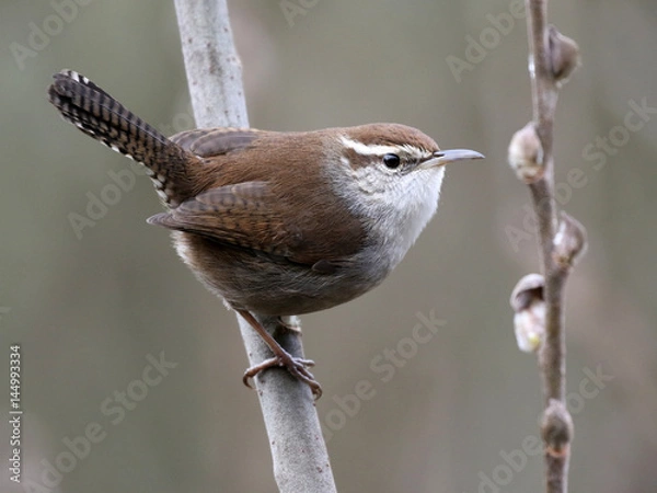 Obraz Bewick's Wren Profile
