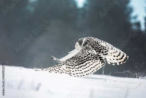 Obraz Owl in flight. Snowy owl, Bubo scandiacus, flies with spread wings over snowy meadow. Beautiful white polar bird with yellow eyes. Wild arctic owl hunting. Wildlife nature. Winter in natural habitat.