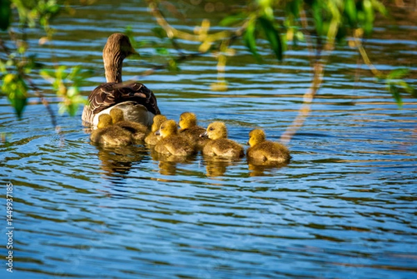 Fototapeta duck and ducklings