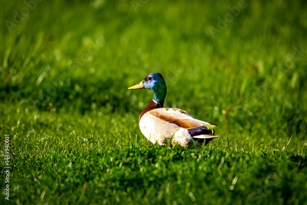 Fototapeta duck on the grass