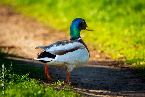 Fototapeta duck on the grass