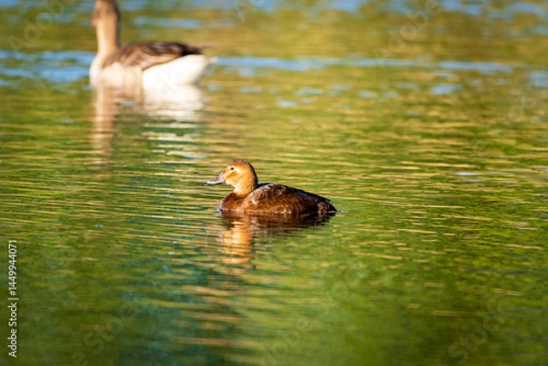 Fototapeta duck and ducklings