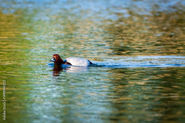 Fototapeta duck on the lake