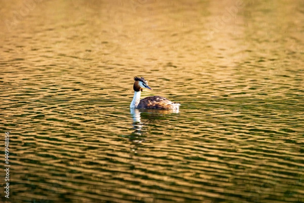 Fototapeta duck on the lake