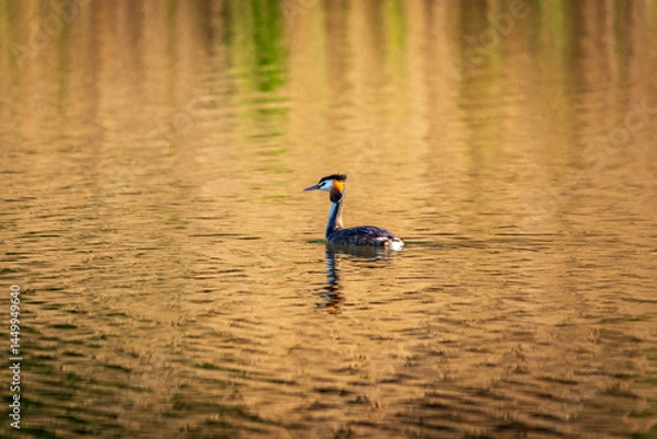 Obraz grebes