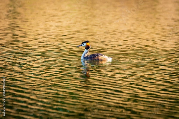 Obraz grebes