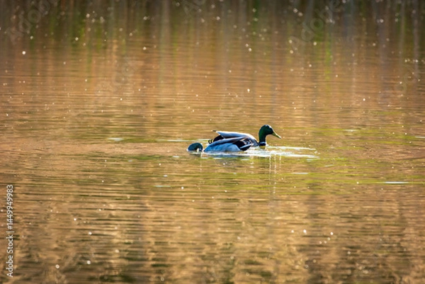 Obraz duck on the lake
