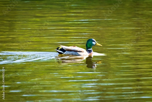 Obraz duck on the water